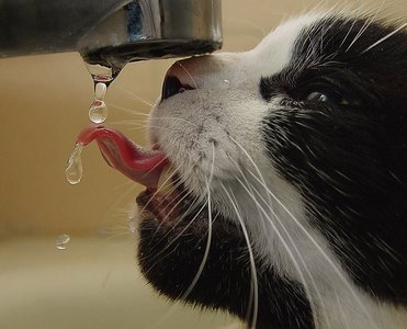 hidratarea pisicii