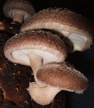 Ciupercile Shiitake au grijă de sănătatea ta