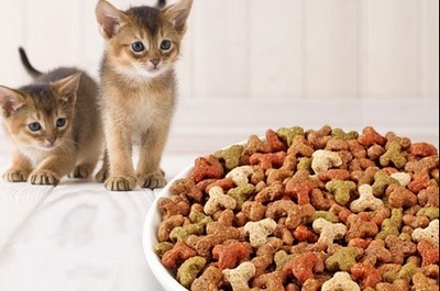nevoile nutritionale ale pisicii