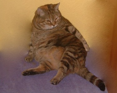 obezitatea la pisici