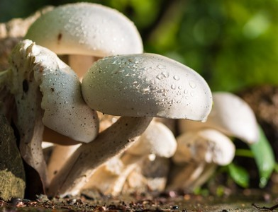 10 ciuperci cu proprietăți terapeutice