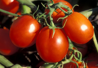 rosie rosii tomate gogonele