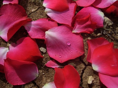 petalele de trandafir remediu naturist valoros